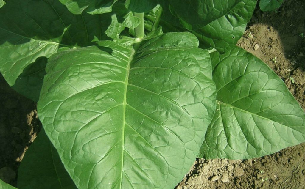 Behold the Intricate Texture of an Authentic Tobacco Leaf